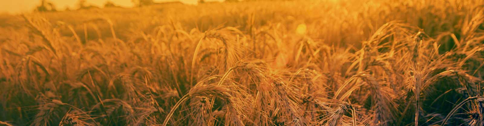 Getreidefeld