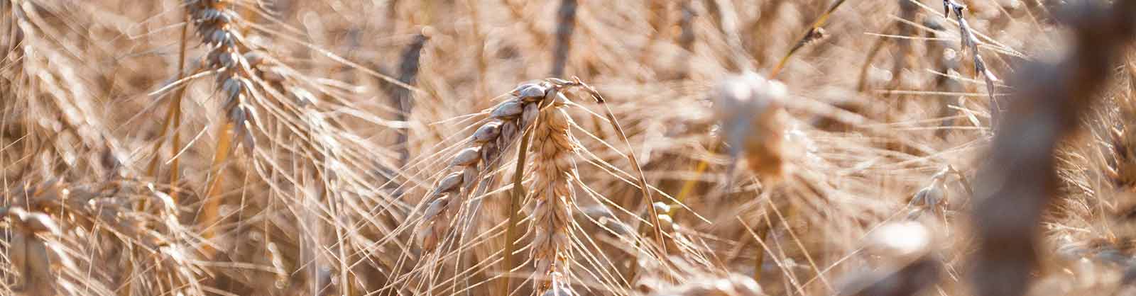 Getreidefeld